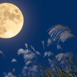 吉原「夕月」口コミ徹底解説｜NSの実態とリアル体験レビュー【初心者向け】